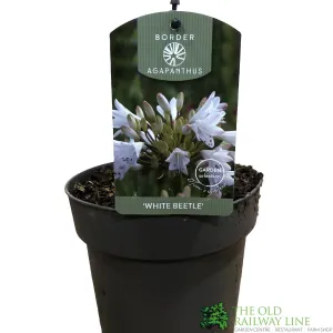 Agapanthus 'White Beetle' 2Ltr Pot