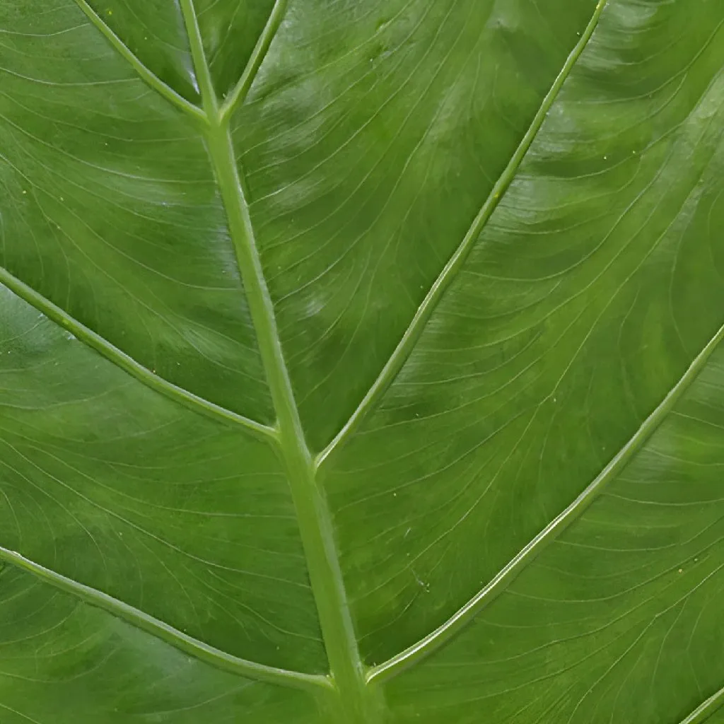 Elephant Ear Tropical Greenery