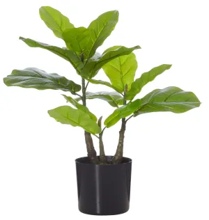 FIDDLE PLANT