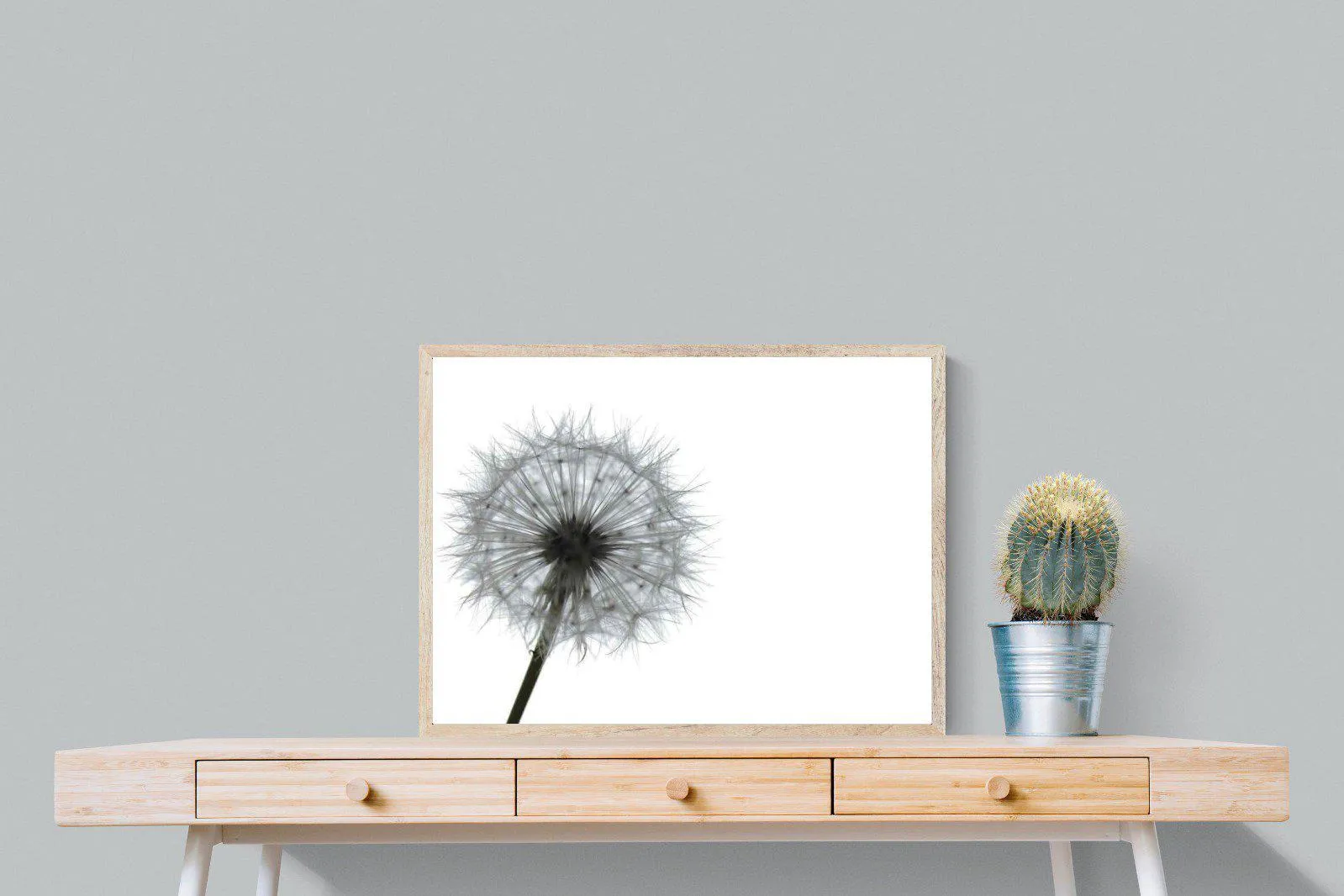 Grey Dandelion