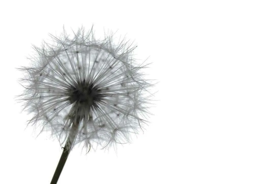 Grey Dandelion