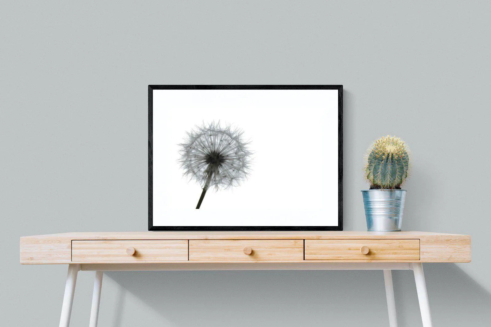 Grey Dandelion