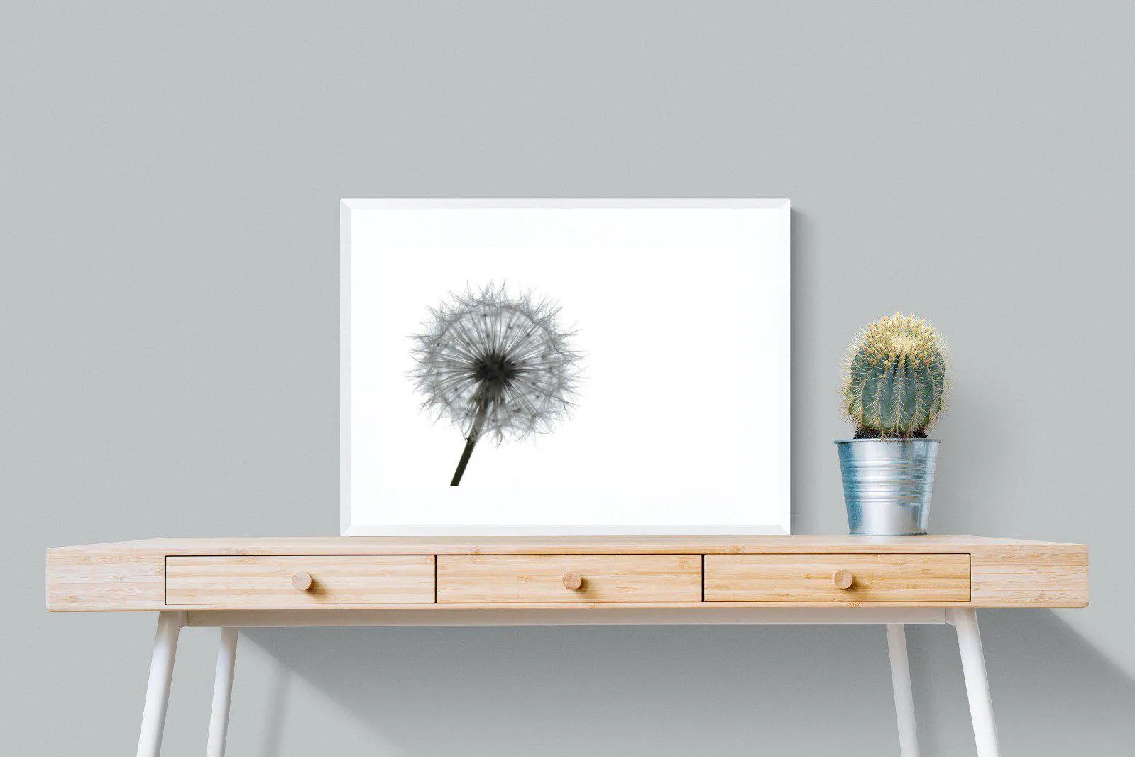 Grey Dandelion