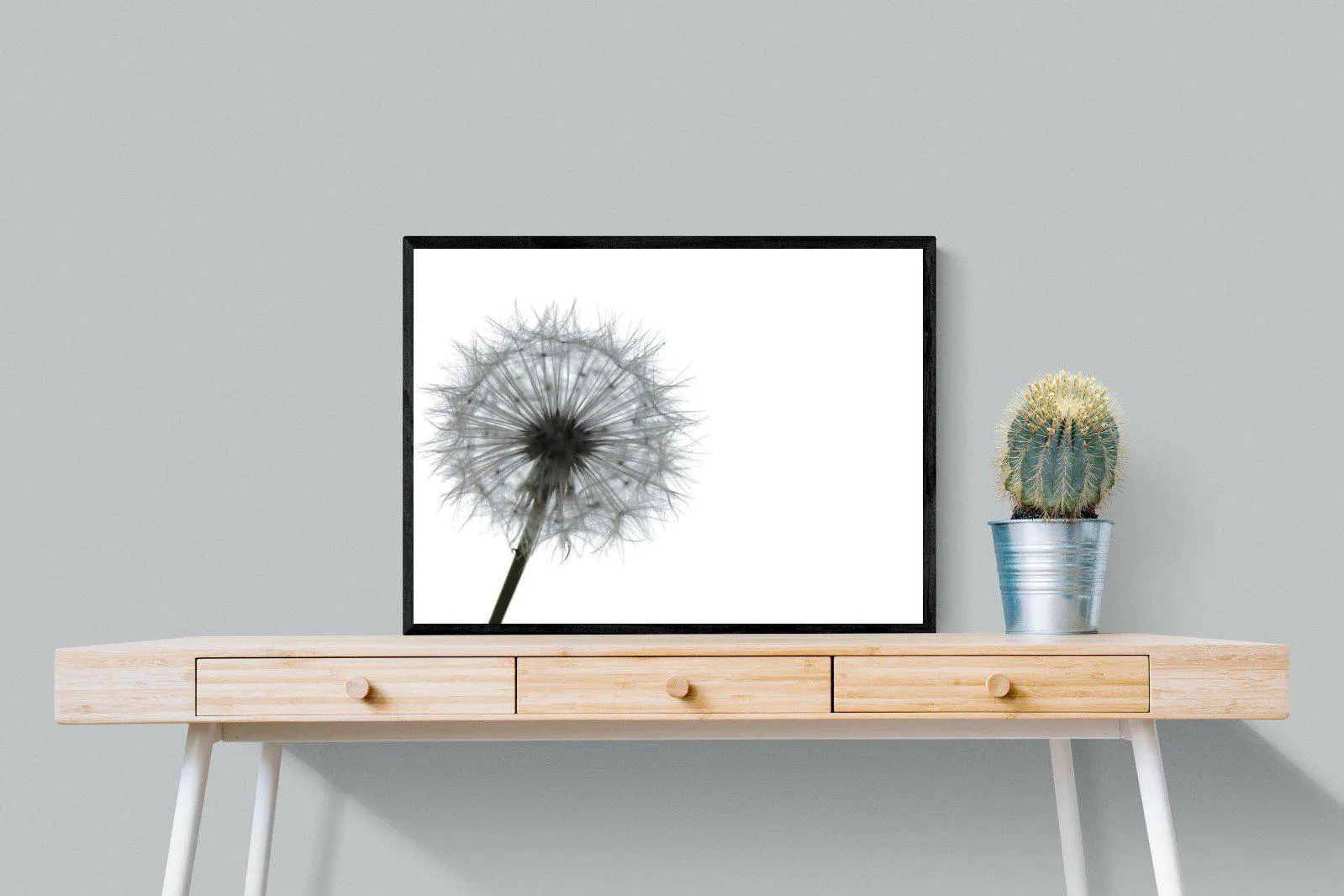 Grey Dandelion