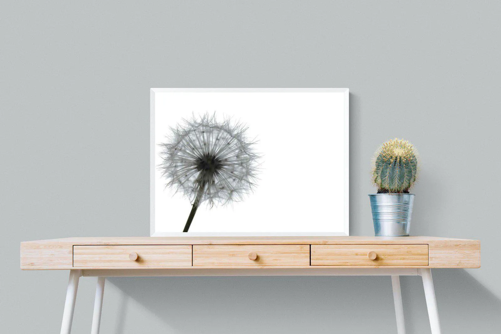 Grey Dandelion