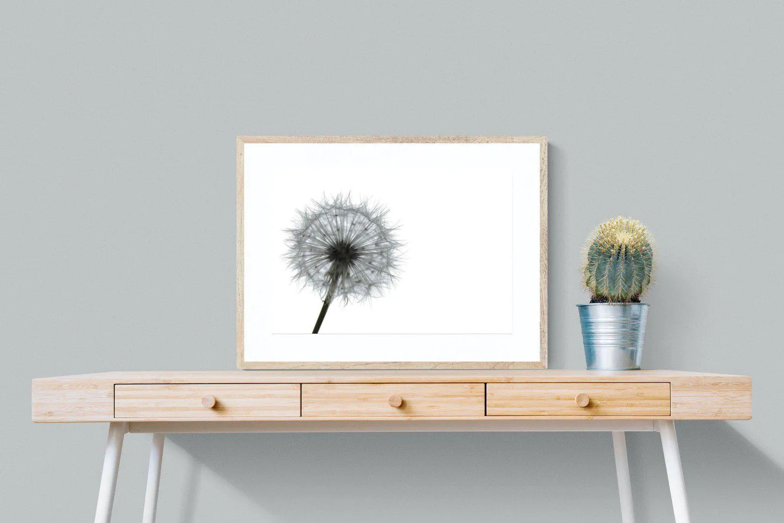 Grey Dandelion