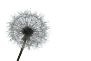 Grey Dandelion