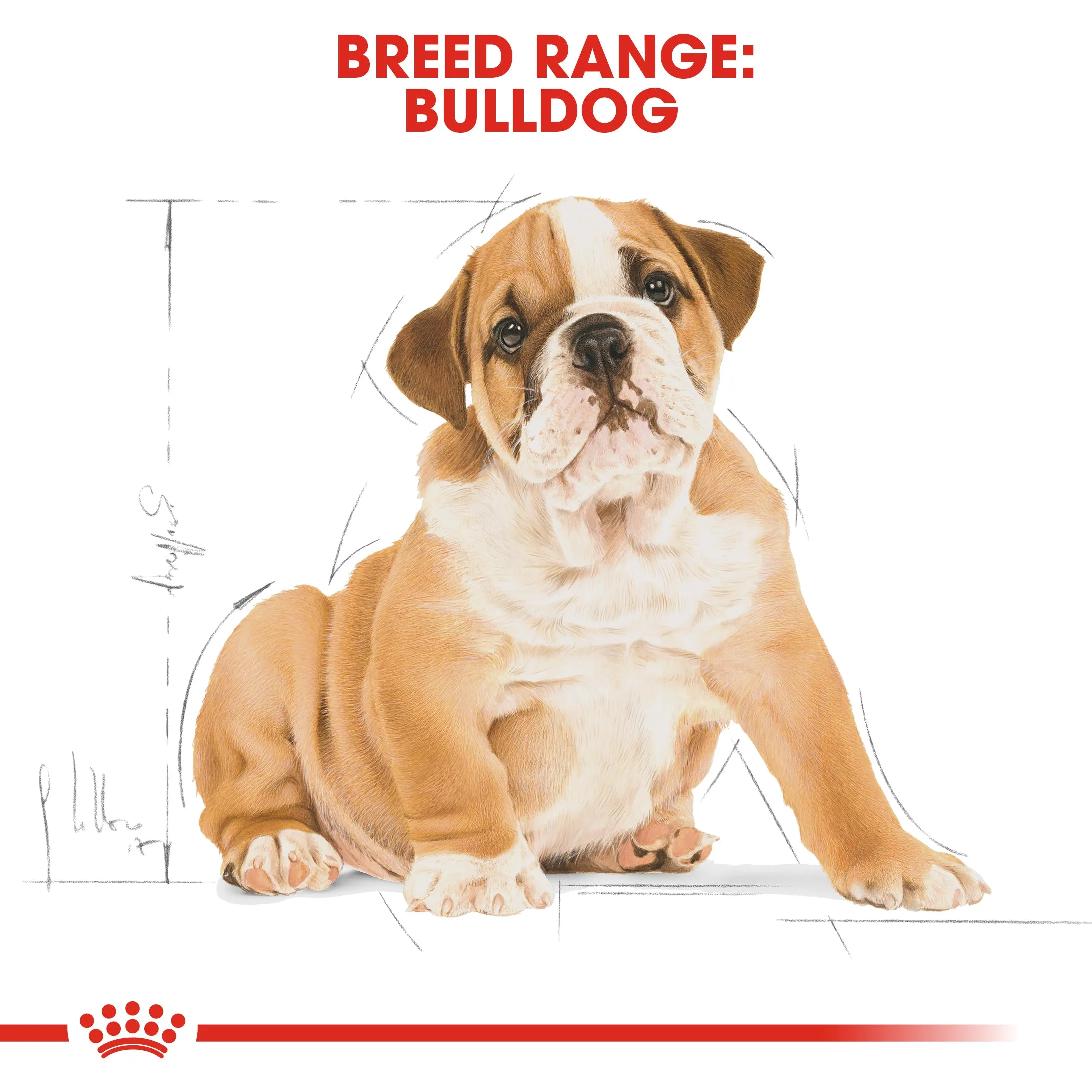 Royal Canin - Bulldog - Puppy/Junior