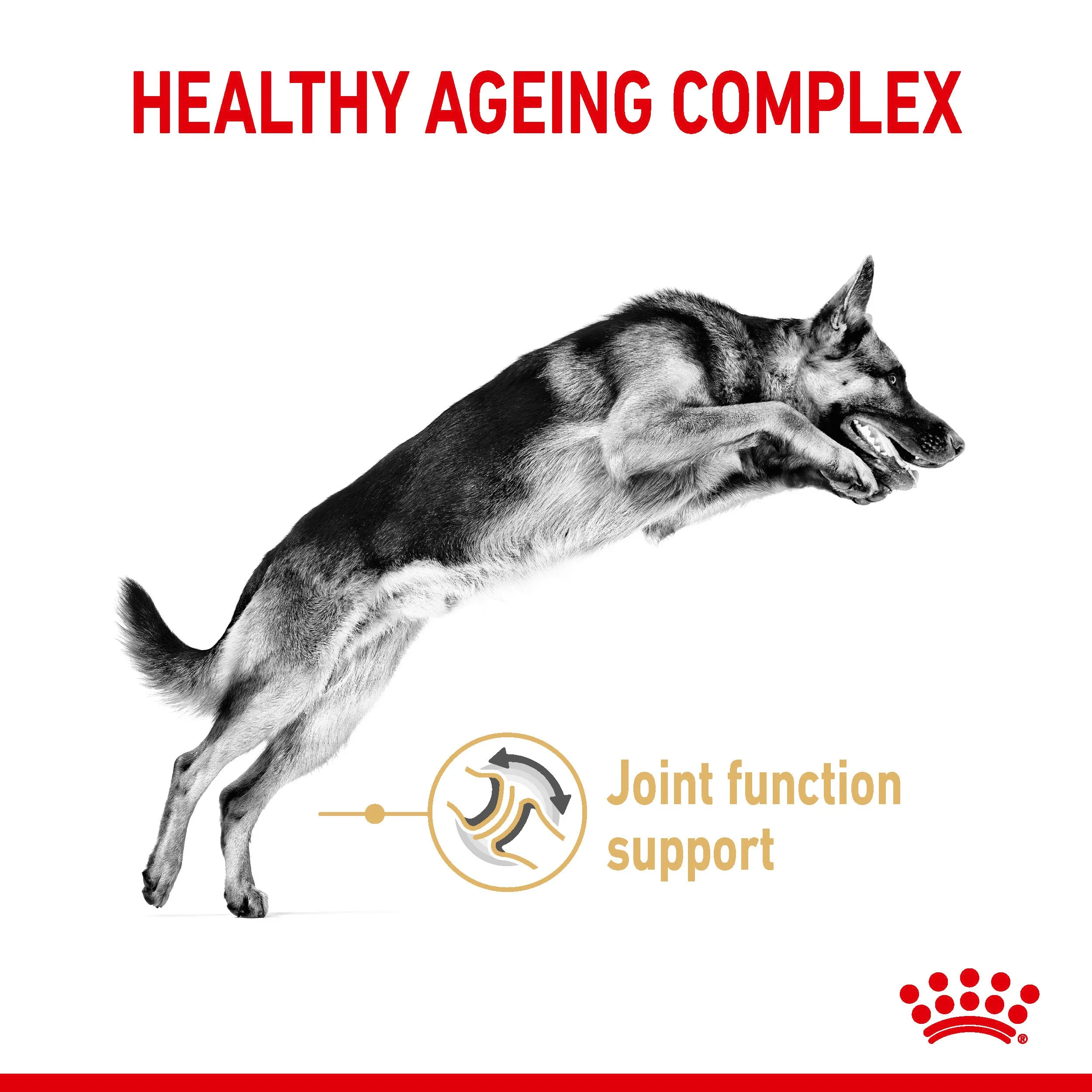 Royal Canin German Shepherd 5  12kg