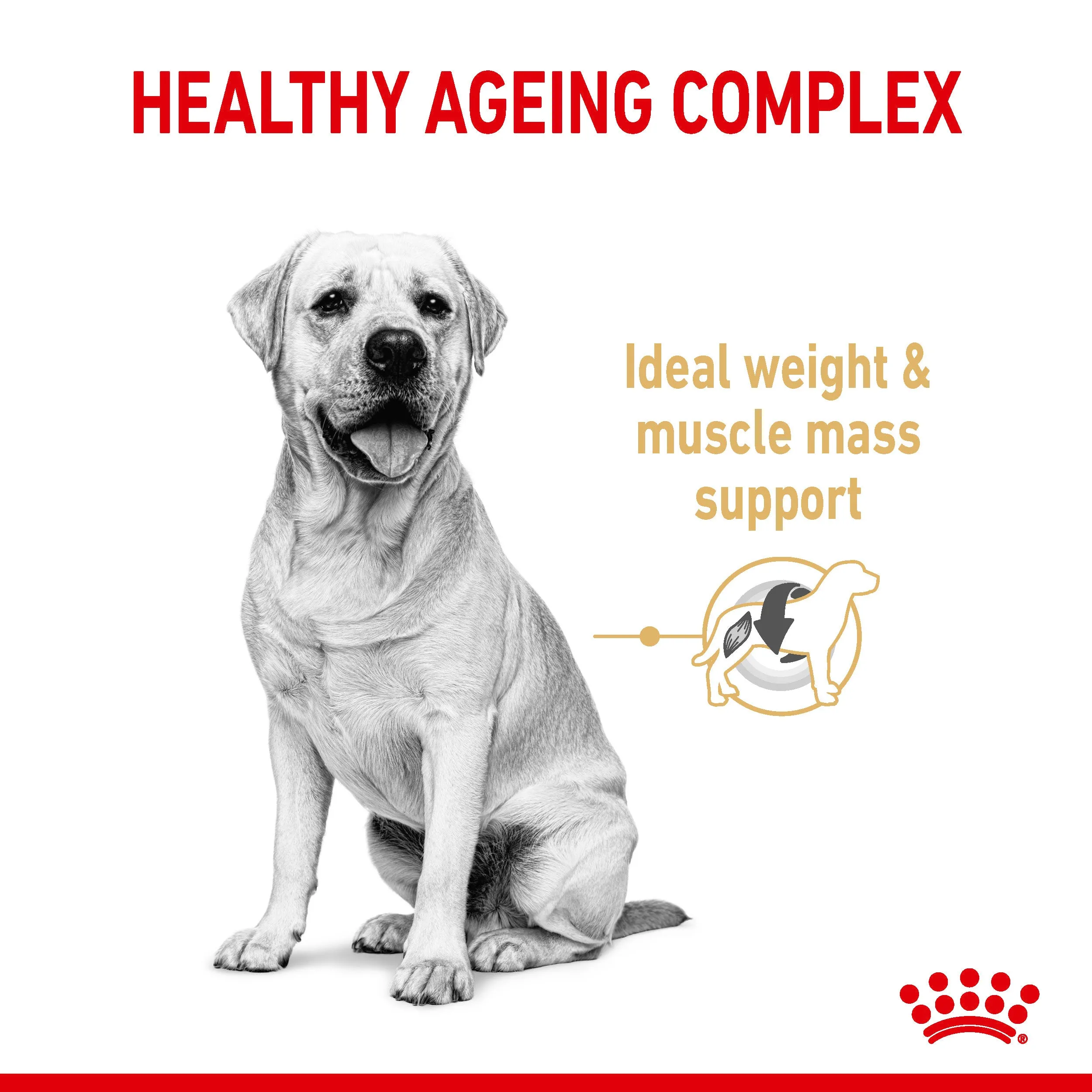 Royal Canin Labrador Retriever Adult 5  12kg